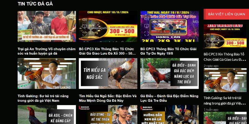 Tổng hợp tin tức đá gà